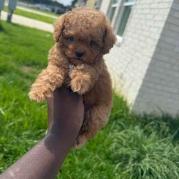 Honey - Red  female Poodle puppy in Texas from Zoway's Poodles
