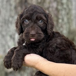 Slate - Chocolate Goldendoodle puppy in Bradenton, Florida from Doodle Acres
