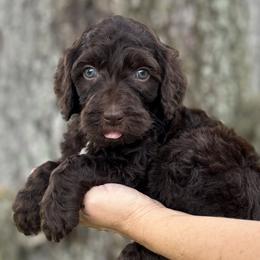 Slate - Chocolate Goldendoodle puppy in Bradenton, Florida from Doodle Acres