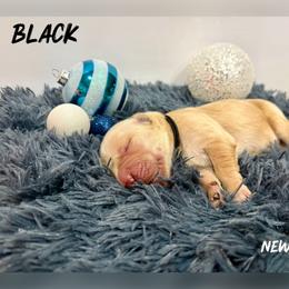 Black Collar - Golden male Golden Retriever puppy in Kenyon, Minnesota from Double W Golden Retrievers