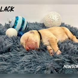 Black Collar - Golden male Golden Retriever puppy in Kenyon, Minnesota from Double W Golden Retrievers