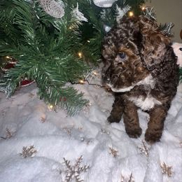 Teddy - Black male Poodle puppy in Patterson, New York from Pixie Poodles