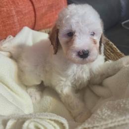 Reef (Green girl) - White female Poodle puppy in Griswold, Connecticut from Flatrock Kennels of CT