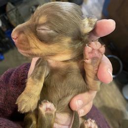 Dachshund Puppies from Doxie Dapples