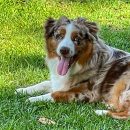 Kimber-Kimmie - Australian Shepherd