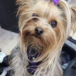 Yorkshire Terrier Puppies from Jazmin Petruchik