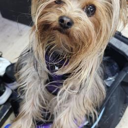 Yorkshire Terrier Puppies from Jazmin Petruchik
