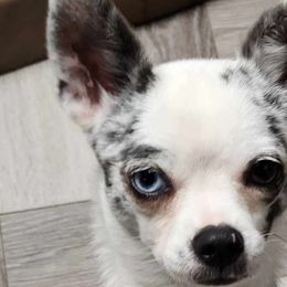 Laney - Chihuahua