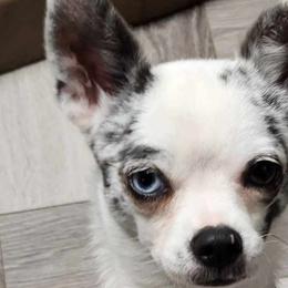 Laney - Chihuahua