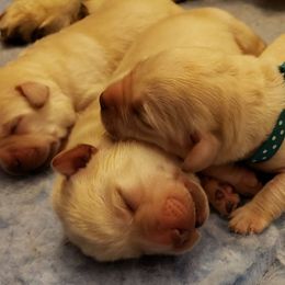 Labrador Retriever Puppies from Prairie Rose Retrievers