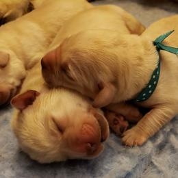 Labrador Retriever Puppies from Prairie Rose Retrievers