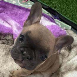 Dolly - White and fawn female French Bulldog puppy in Spring, Texas from Amanda's French Bulldogs