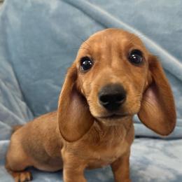 Hot Tamale - Red female Dachshund puppy in Memphis, Tennessee from River City Doxies