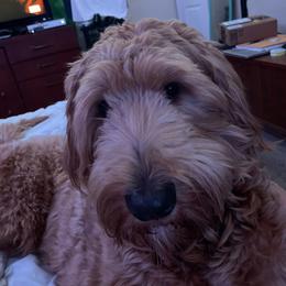 Copper - Goldendoodle