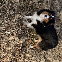 Iggy - Miniature American Shepherd