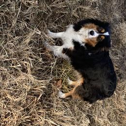 Iggy - Miniature American Shepherd