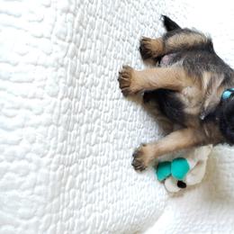 Border Terrier Puppies from Cornerstone Border Terriers