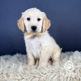 Arthur - white and lemon male Companion Cross puppy in Utah County, Utah from Big Hearted Breeders
