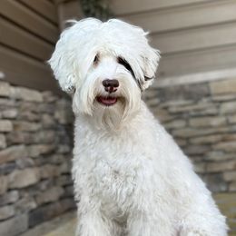Dice - Australian Labradoodle