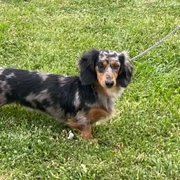 Doobie - Dachshund
