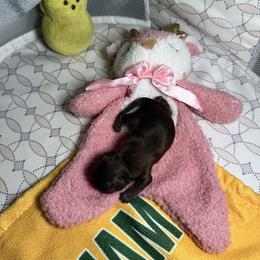Girl 1 - Liver and white female Shih Tzu puppy in Warrior, Alabama from The Anderson Farms Kennel