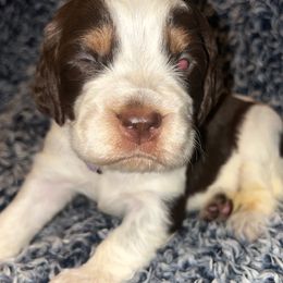 Girl 4 - English Springer Spaniel puppy in Wayland, New York from Hatfield Nation Springer Spaniel