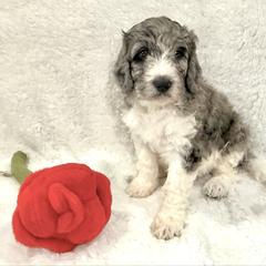 Pantaloon - male Golden Mountain Doodle puppy in Victoria, Texas from Deidre's Doodles