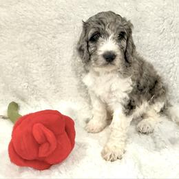 Pantaloon - male Golden Mountain Doodle puppy in Victoria, Texas from Deidre's Doodles