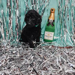 Poodle Puppies from LL Poodles On Tap