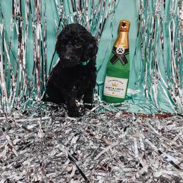 Poodle Puppies from LL Poodles On Tap