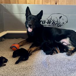 Girl 3 - Black and red female German Shepherd puppy in Wausau, Wisconsin from Northwinds German Shepherds