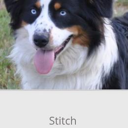Stitch - Australian Shepherd