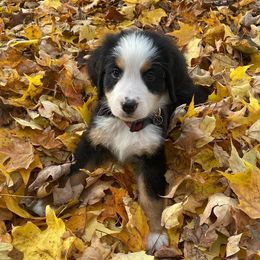 Bernese Mountain Dog Puppies from Stone Hill Farm