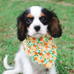 Cavalier King Charles Spaniels, Cavapoos, and Cockapoos from Double M Cocker Spaniels