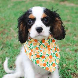 Cavalier King Charles Spaniels, Cavapoos, and Cockapoos from Double M Cocker Spaniels