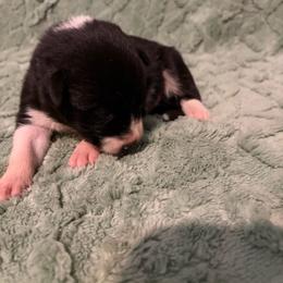 Lady-lilac - Black and white female Border Collie puppy in St. Cloud, Florida from Marcy's Border Collies