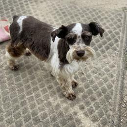 Ringo - Miniature Schnauzer