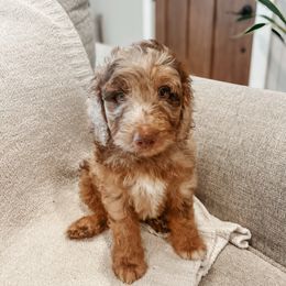 Topaz - Red merle male Aussiedoodle puppy in Tryon, North Carolina from Melrose Mountain Farm