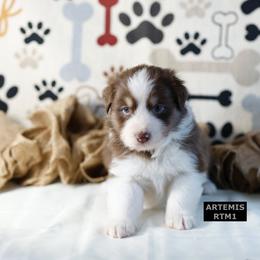 RTM1 - Red tri-color male Australian Shepherd puppy in Warm Springs, Georgia from Out West Aussies