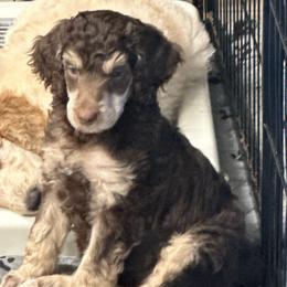 Boba - Phantom male Poodle puppy in Prosperity, Pennsylvania from Stelladoodles & Company