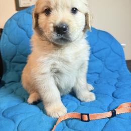 Boy 2-Orange - Golden male Golden Retriever puppy in North Pole, Alaska from Mulberry Retrievers
