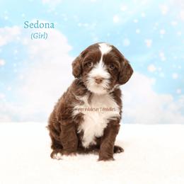 Sedona - Chocolate female Australian Labradoodle puppy in Hurricane, Utah from Red Desert Doodles
