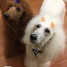 Poodles from KB Blue Sky Farm