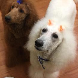 Poodles from KB Blue Sky Farm