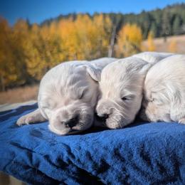 Milky - Light golden female Golden Retriever puppy in Colville, Washington from Rosehaven Homestead