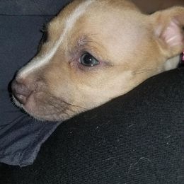 American Pit Bull Terrier Puppies from Kaotic APBTs