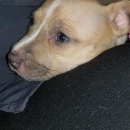 American Pit Bull Terrier Puppies from Kaotic APBTs