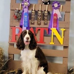 English Springer Spaniels from Advent English Springer Spaniels