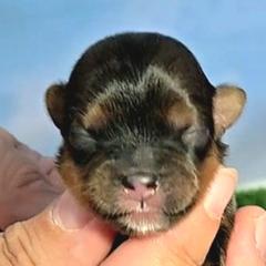 Christa - Black gold and white female Shorkie puppy in Aurora, Missouri from KnJ Precious Paws LLC