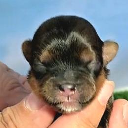 Christa - Black gold and white female Shorkie puppy in Aurora, Missouri from KnJ Precious Paws LLC